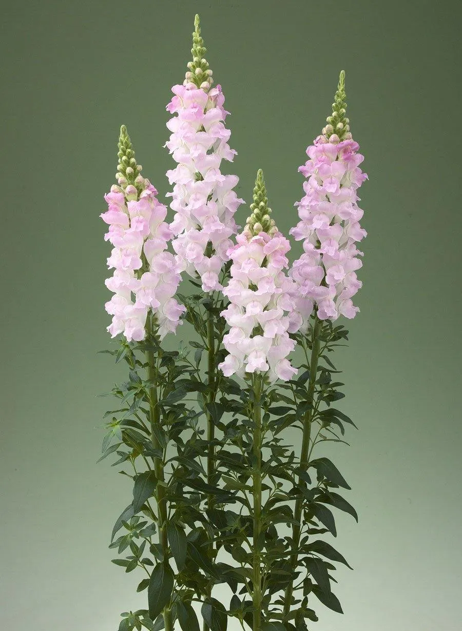 Antirrhinum Legend Light Pink  Flower Seeds