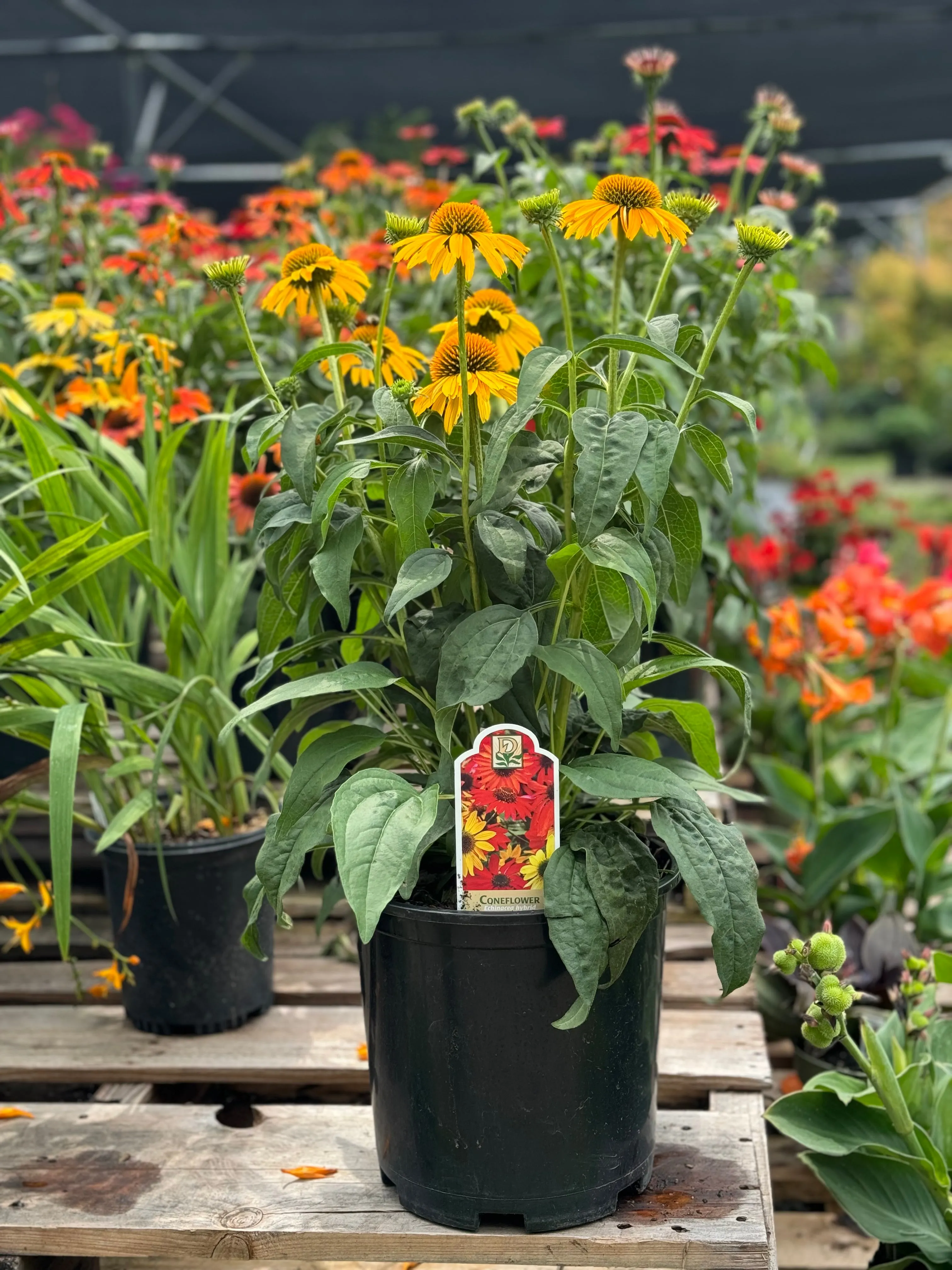 Cheyenne Spirit Coneflower