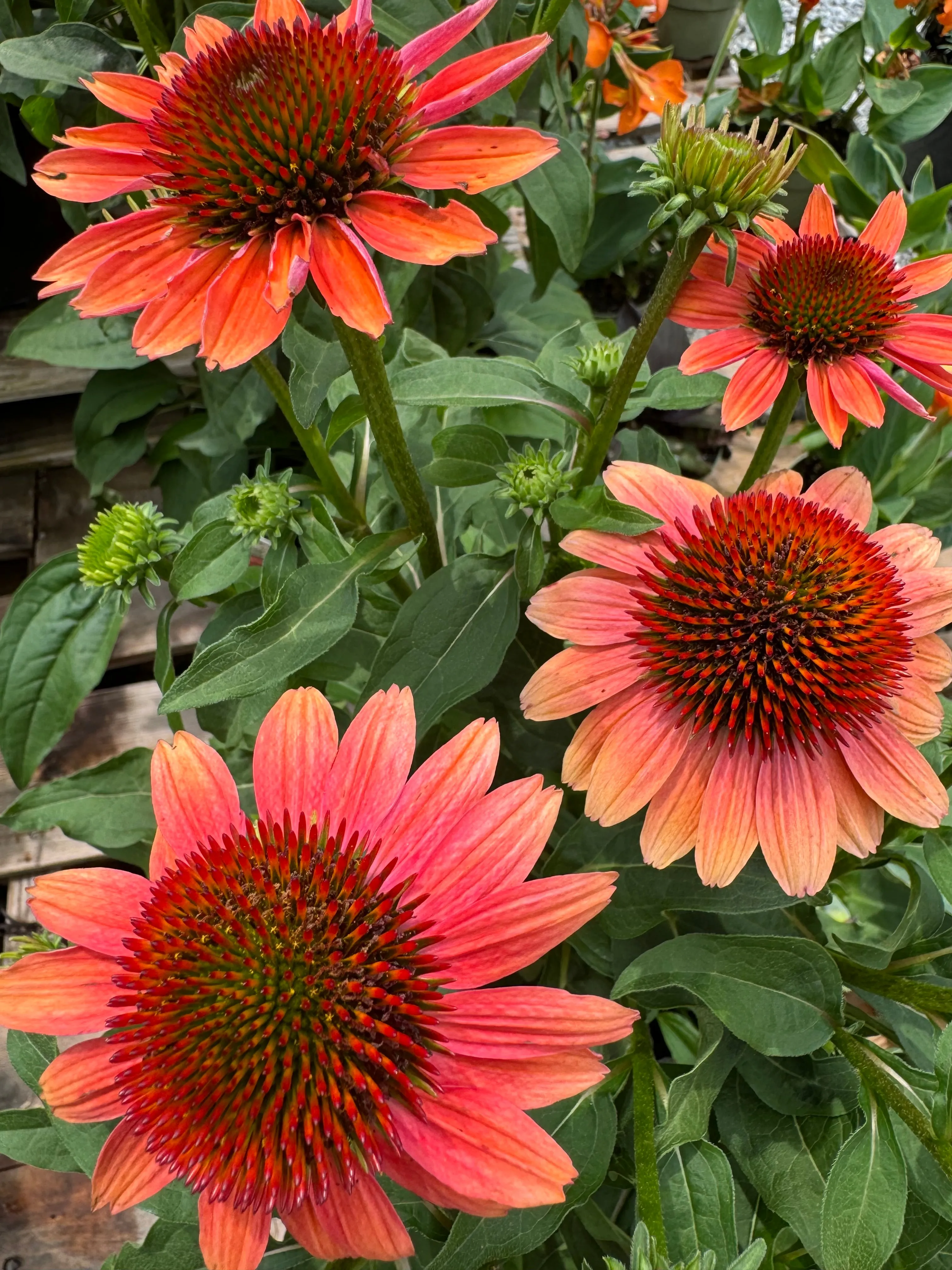 Cheyenne Spirit Coneflower