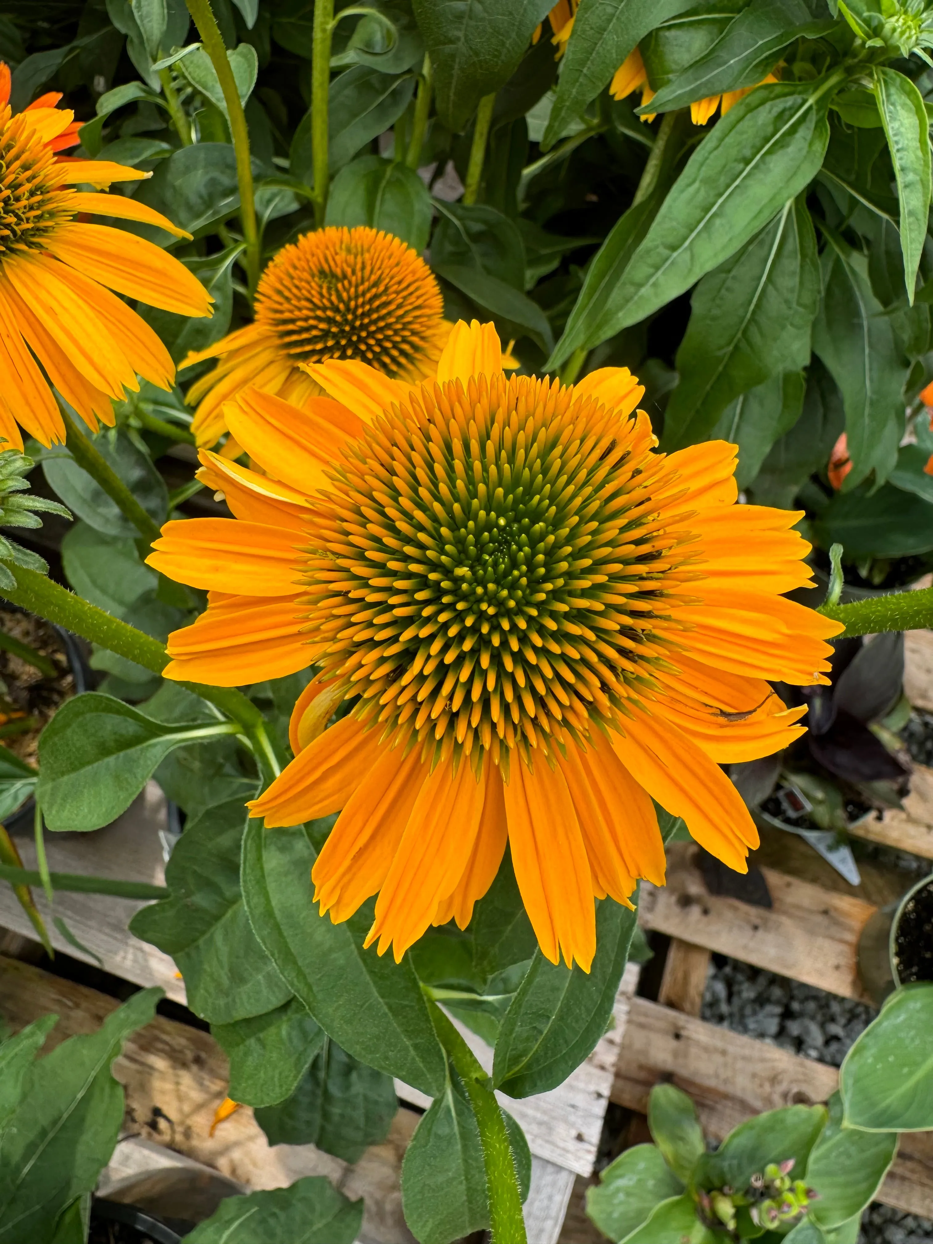 Cheyenne Spirit Coneflower