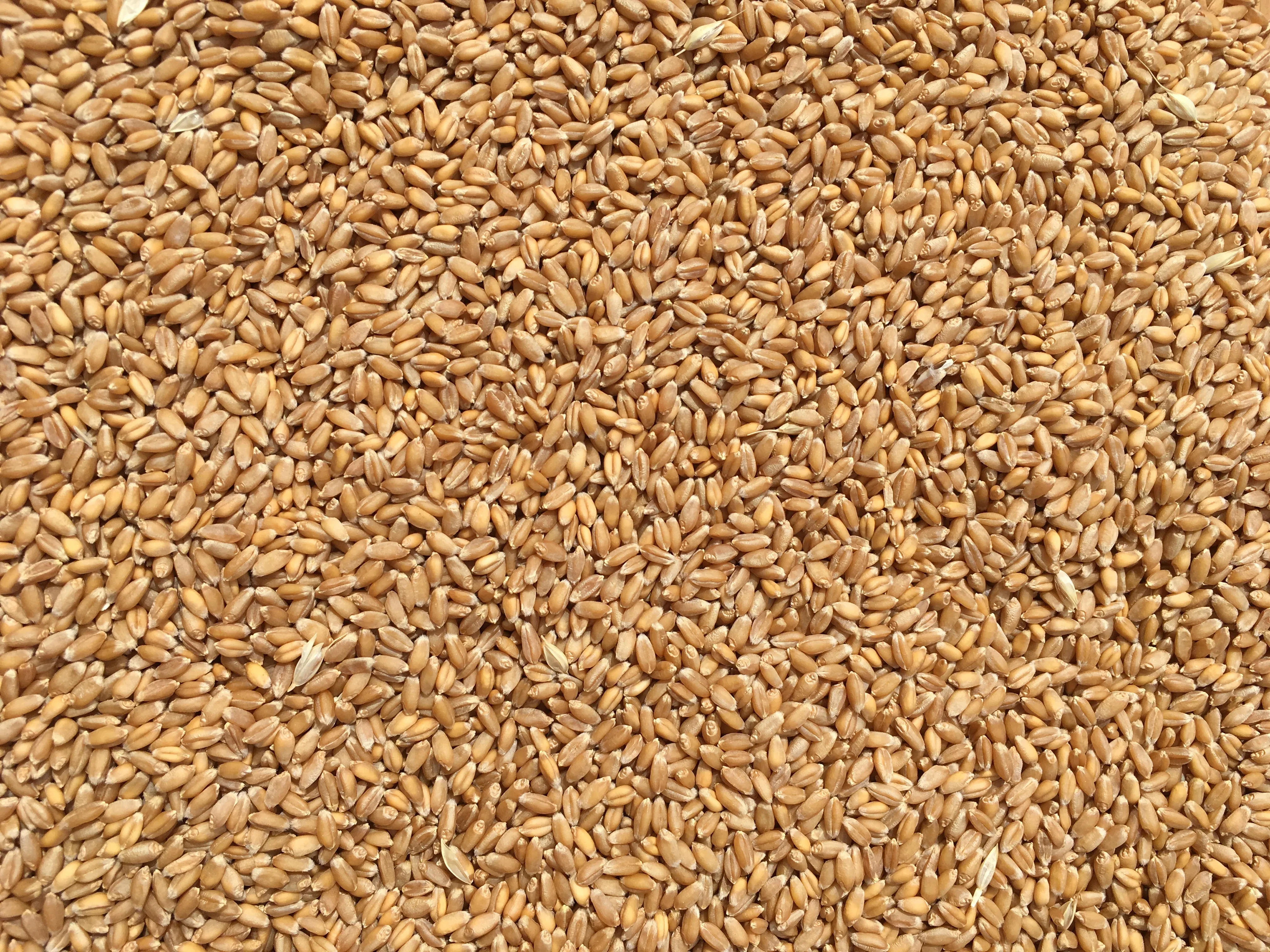 Crimean Winter Wheat