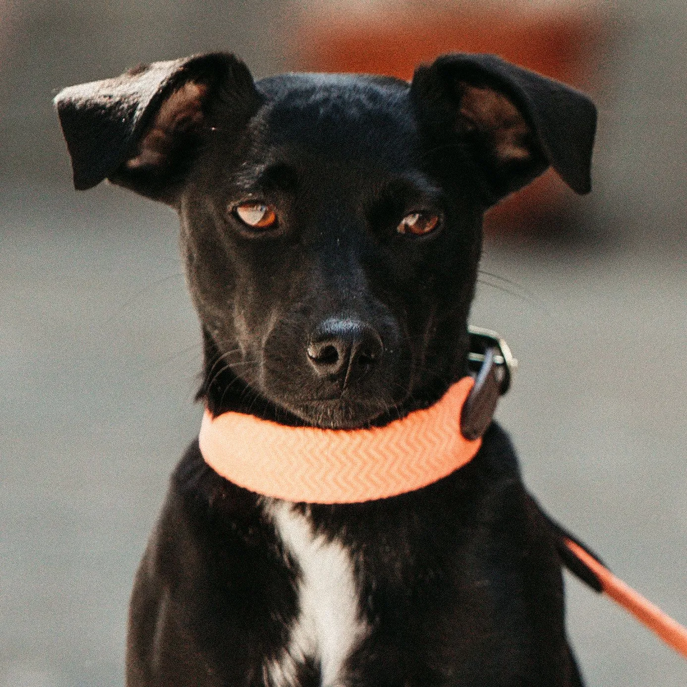 Kentucky Dogwear Jacquard Dog Collar - Neon Orange