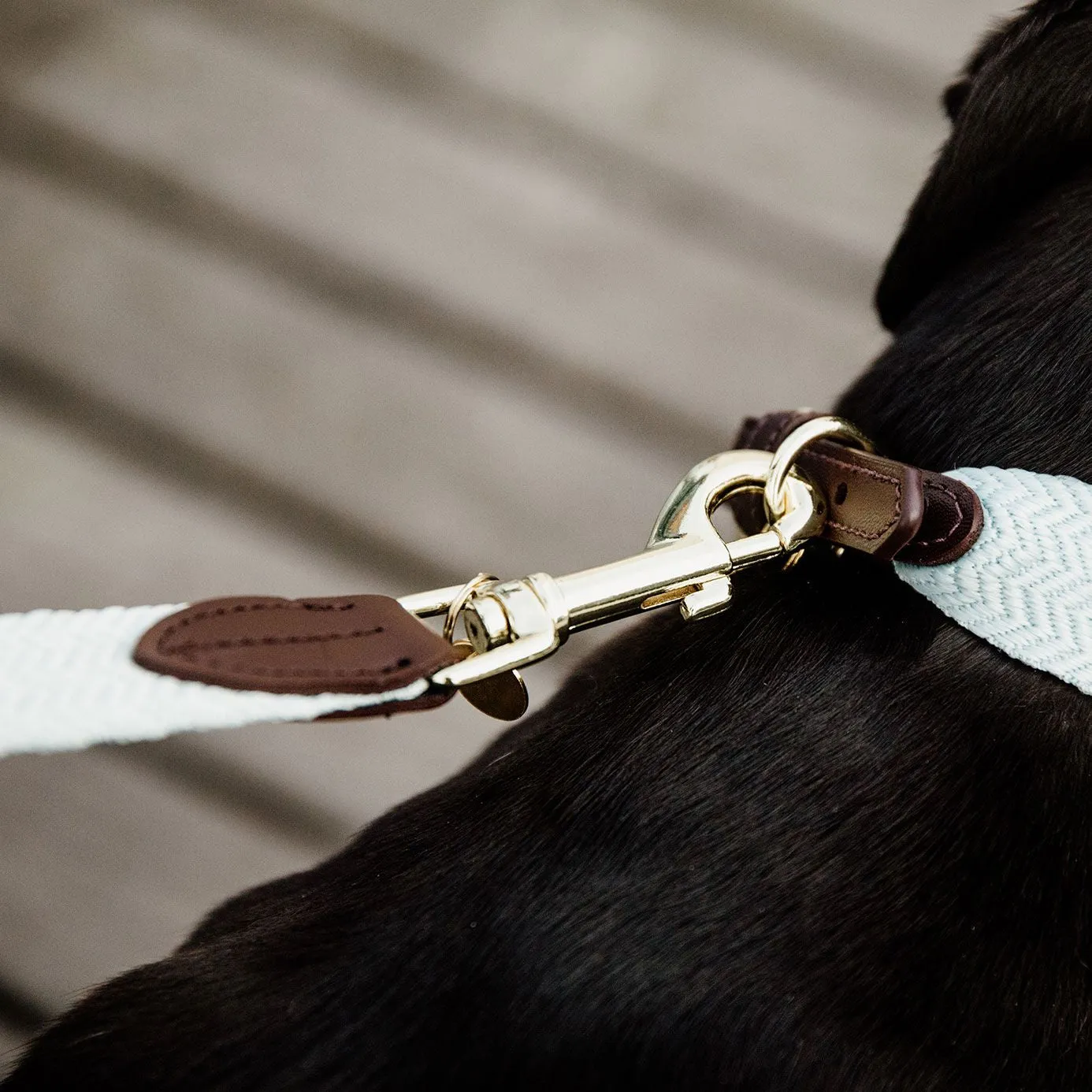 Kentucky Dogwear Jacquard Dog Lead - Light Blue