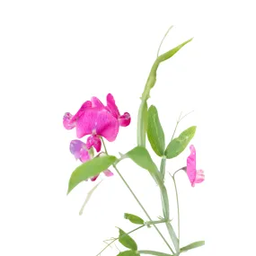 Sweet Peas Early Multiflora Blend Seeds | West Coast Seeds