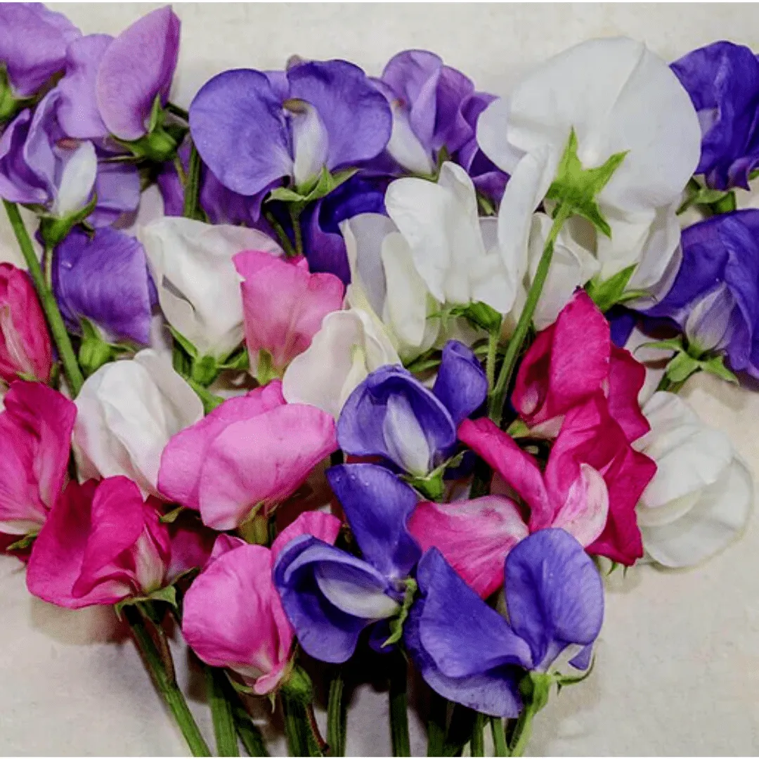 Sweet Peas Early Multiflora Blend Seeds | West Coast Seeds